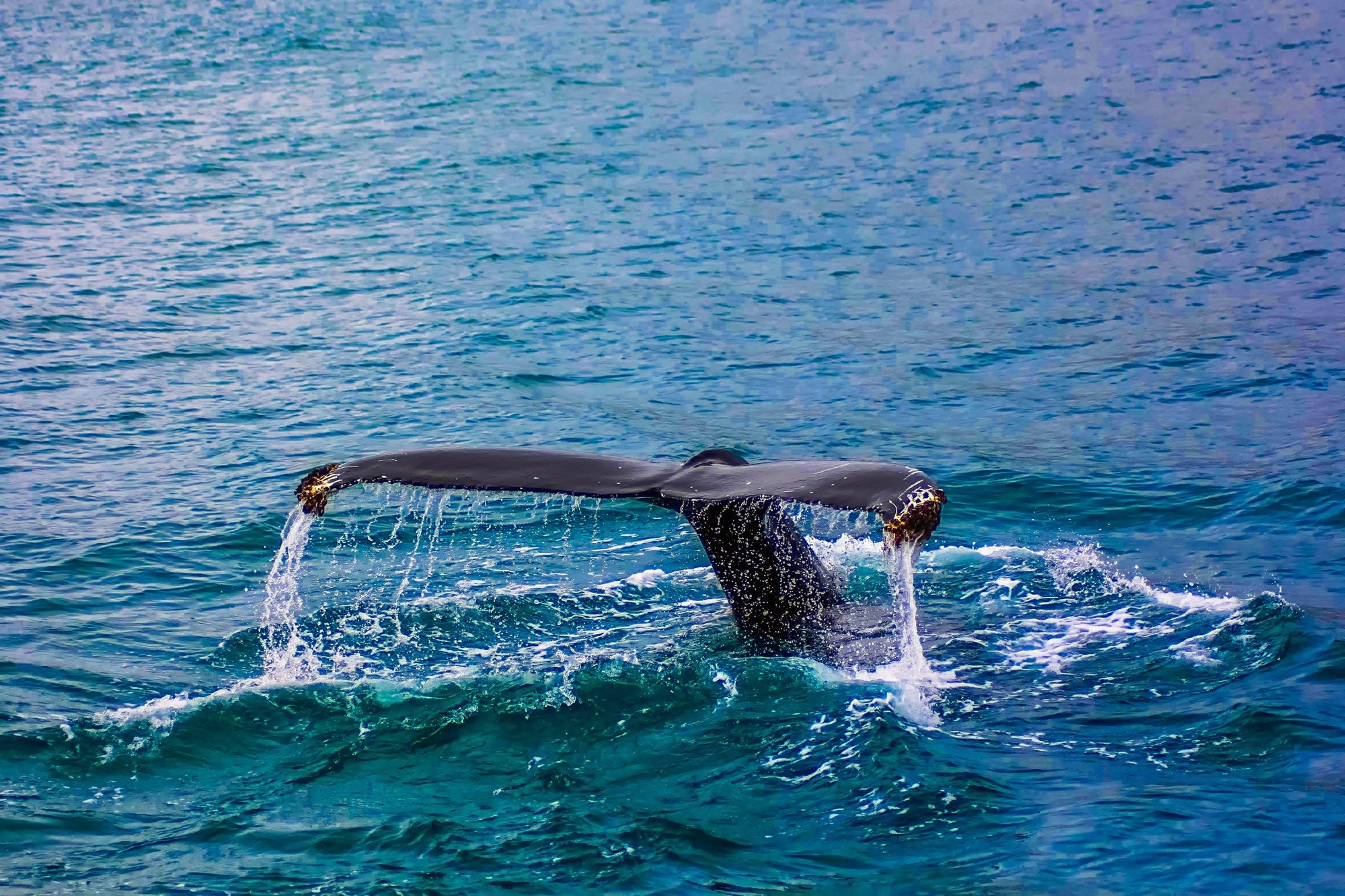 Sperm Whale